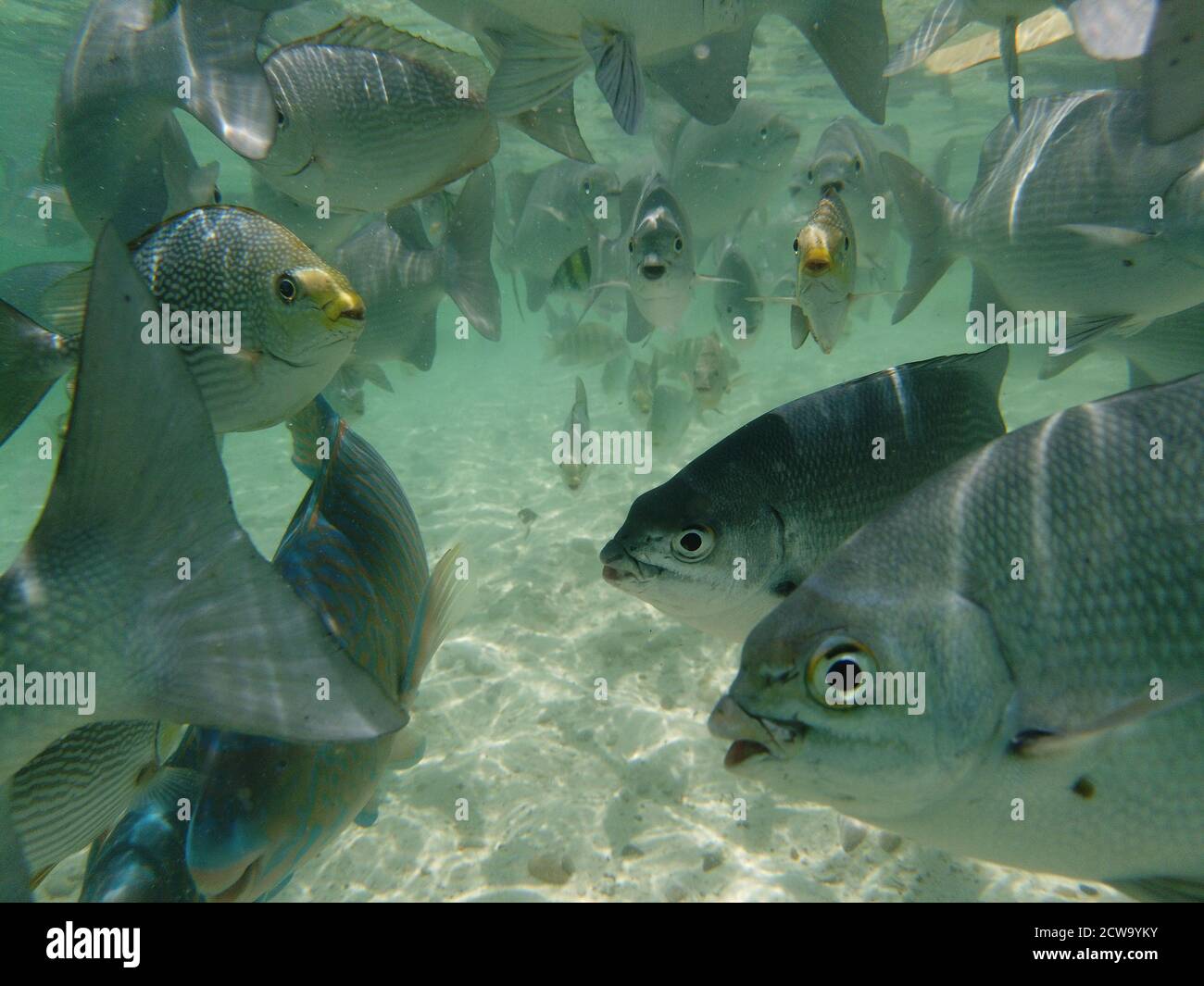 Eine Herde lustiger Fische im klaren Wasser des Meeres nahe der Küste Malaysias. Schnorcheln. Unterwasserfotografie. Stockfoto