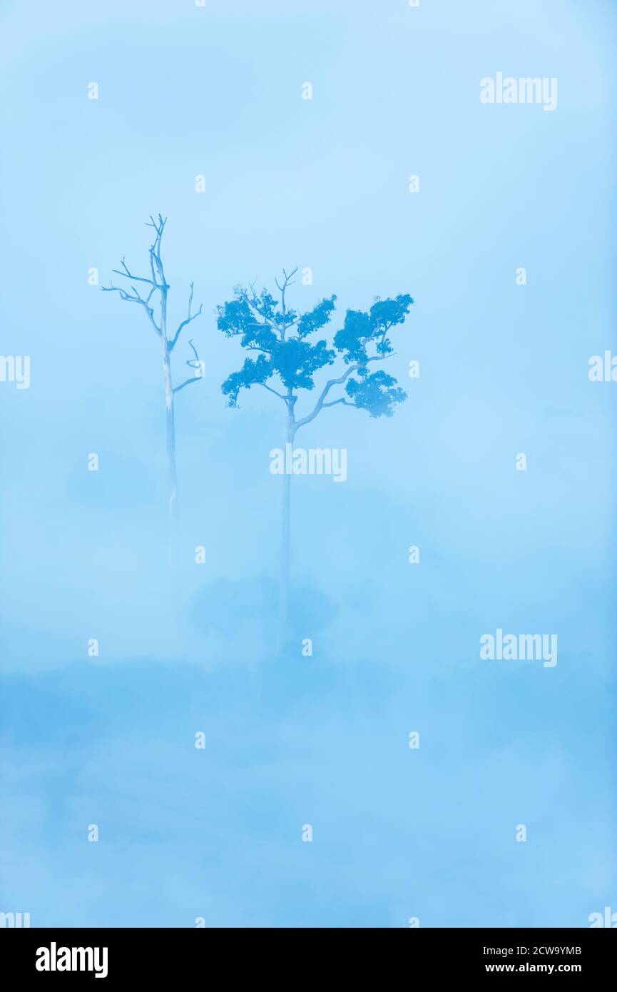 Luftaufnahme von paar großen Bäumen im Morgennebel, tot und lebendig, Naturszene des Kontrastes zwischen Leben und Tod. Stockfoto