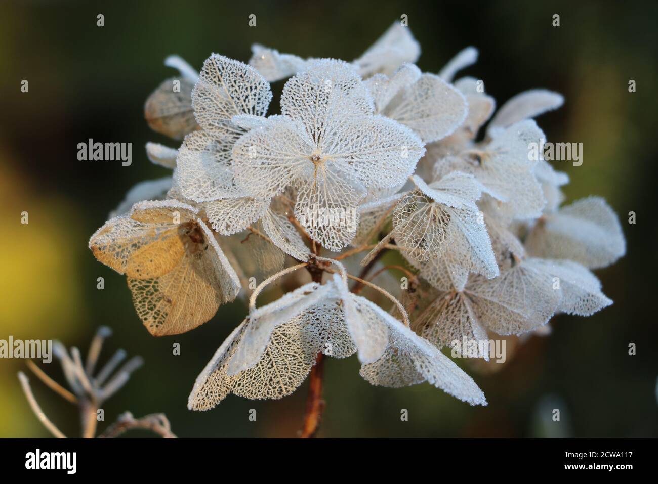 Weiß getüncht Hortensien Blumen im Winter Makro Stockfoto