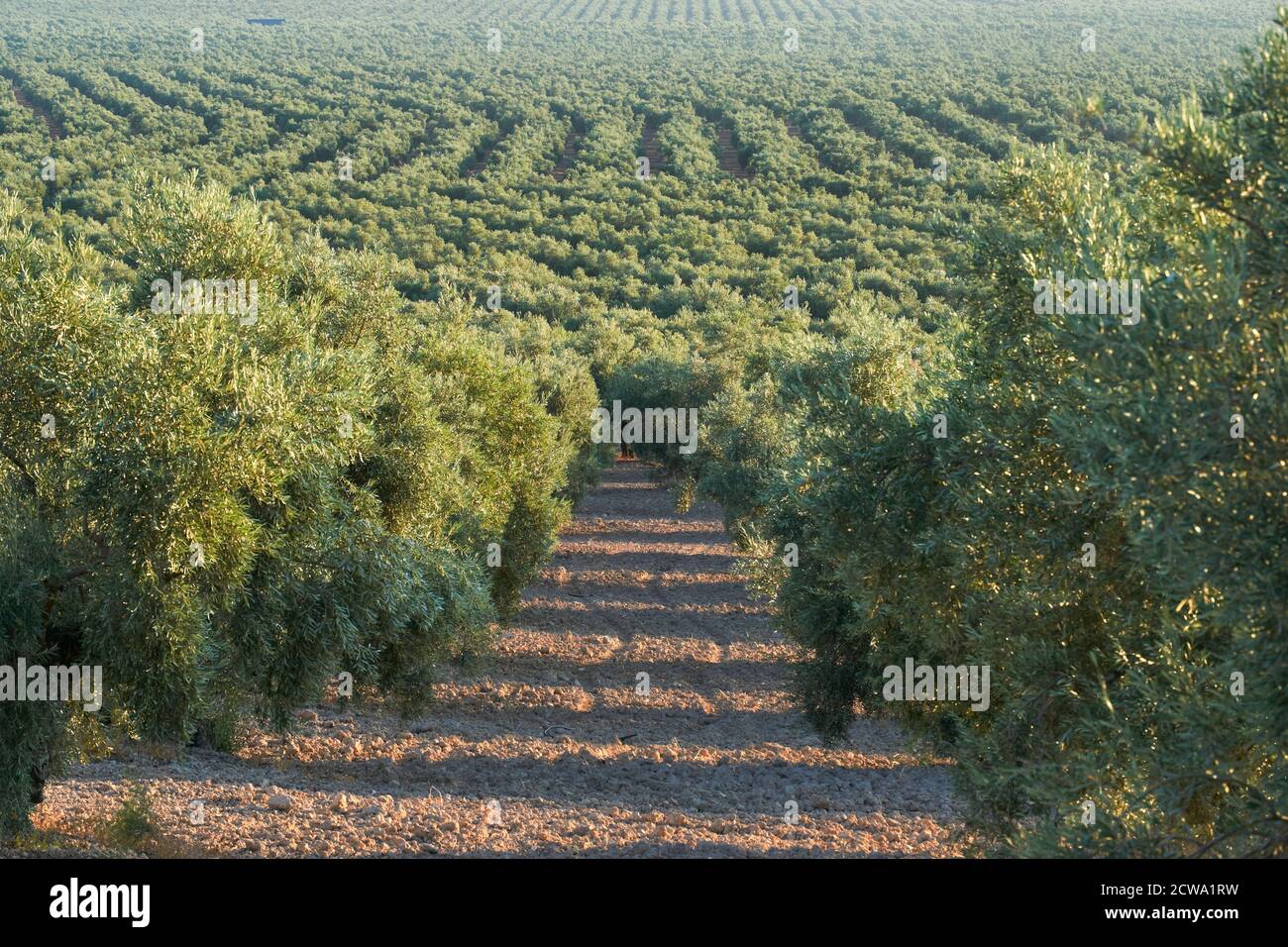 Olivenhaine für die Produktion von Olivenöl in Puente Genil, Cordoba bestimmt. Spanien Stockfoto