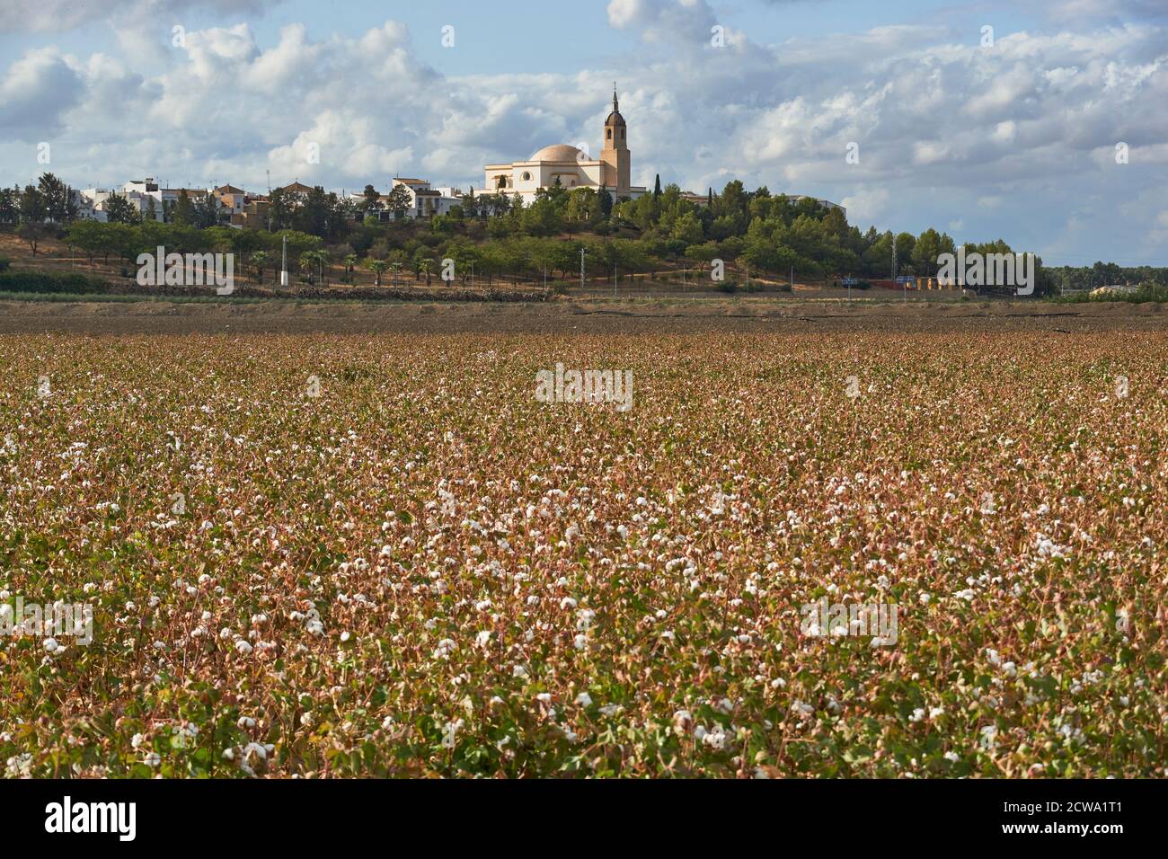 Baumwollplantage in Puebla de Cazalla, Sevilla. Andalusien, Spanien Stockfoto