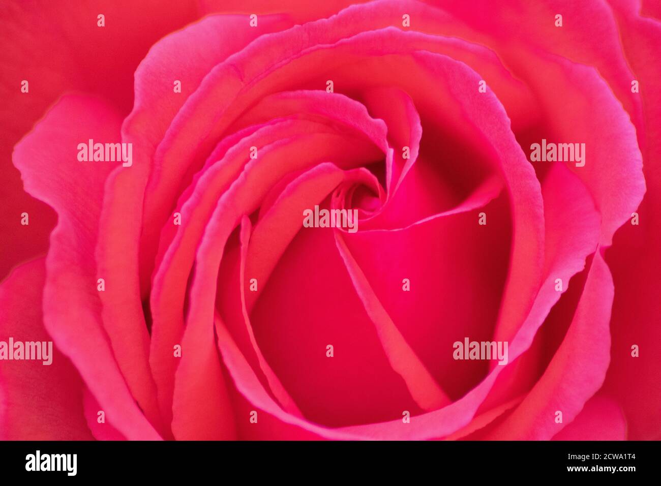 Makro einer roten Rose in voller Blüte als Valentinstag Bouquet mit einem verschwommenen Hintergrund und weichen Blütenblättern als zarte Dekoration Liebe und Romantik zu zeigen Stockfoto