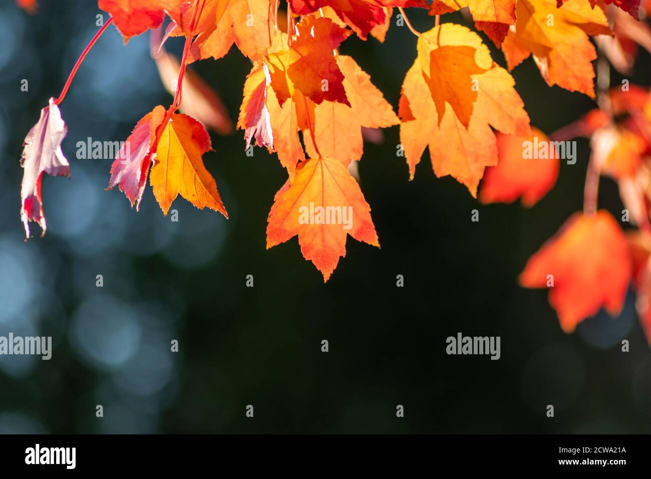 Goldener oktober mit bunten Blättern leuchtet mit goldener Hintergrundbeleuchtung in Herbst und goldener Herbst auf romantische Danksagung in der indischen Sommer mit rotem Blatt Stockfoto