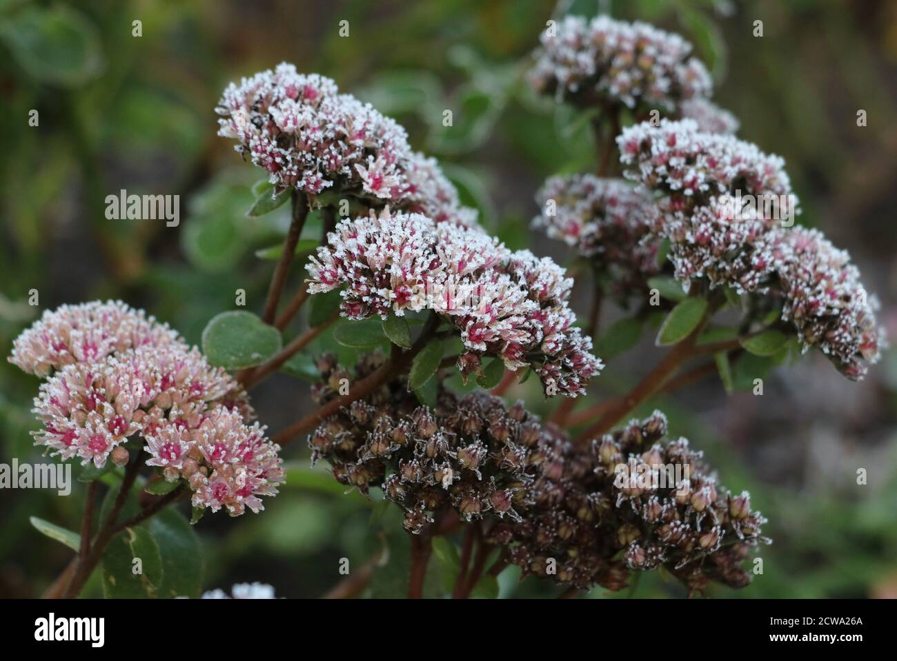 sedum telephium Matrona mit weißem Frost im Winter Stockfoto