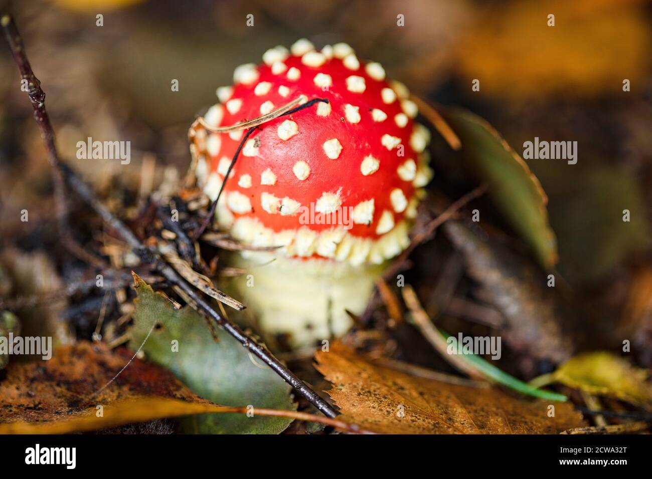 Die Fliege agaric oder Fliege amanita Pilz. Junges Exemplar. Stockfoto