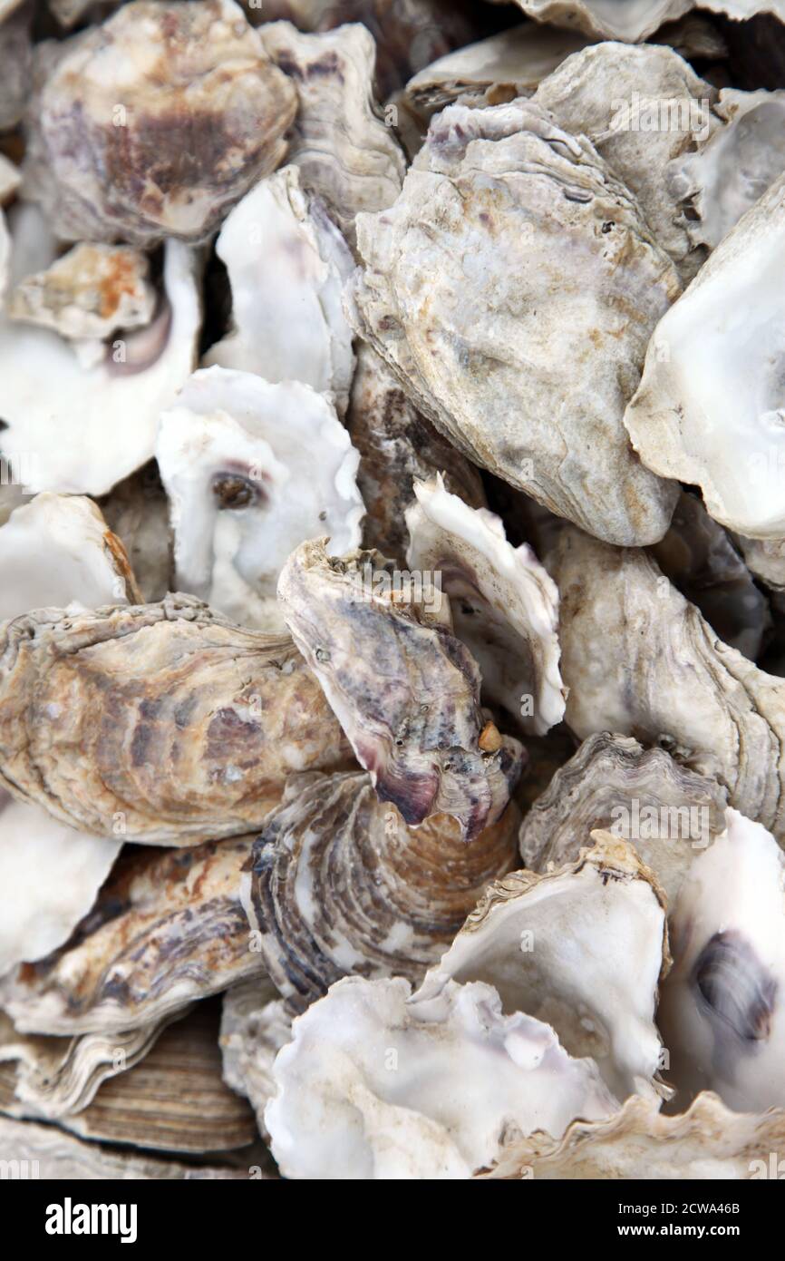 Ausrangierte Austernschalen am Strand auf Mersea Island, Essex Stockfoto