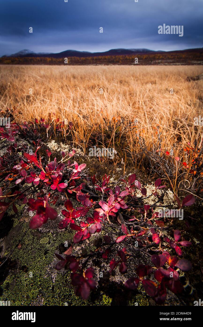 Wunderschöne Herbstfarben im Naturschutzgebiet Fokstumonyra, Dovre, Norwegen. Die rote Pflanze im Vordergrund ist Bergavenen, Dryas octopetala. Stockfoto