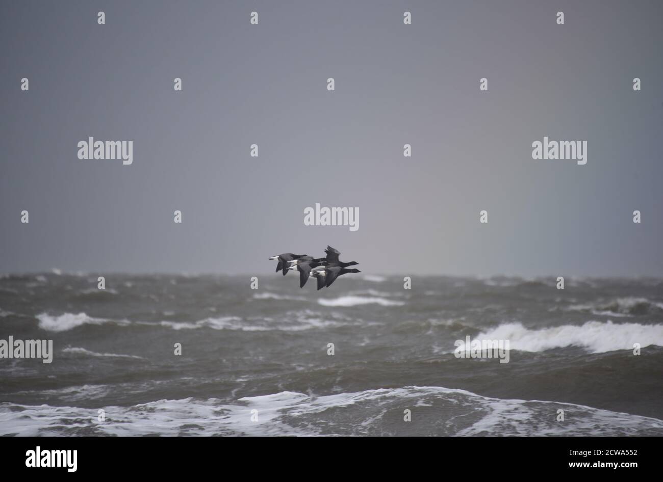 Gänse fliegen über eine raue See an der Nordküste Norfolks, an einem stürmischen Tag im Winter Stockfoto