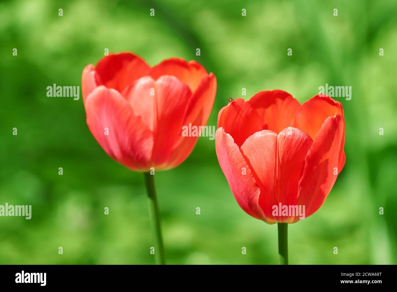 Rosa Tulpe fotografiert mit einem selektiven Fokus und einem flachen Schärfentiefe auf grünem Hintergrund Stockfoto