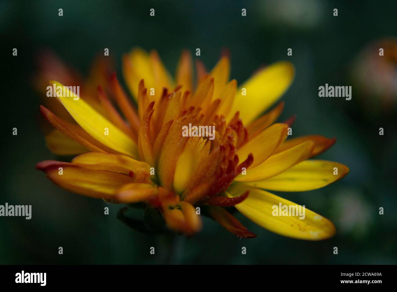 Nahaufnahme oh Chrysanthemum indicum Blume Stockfoto
