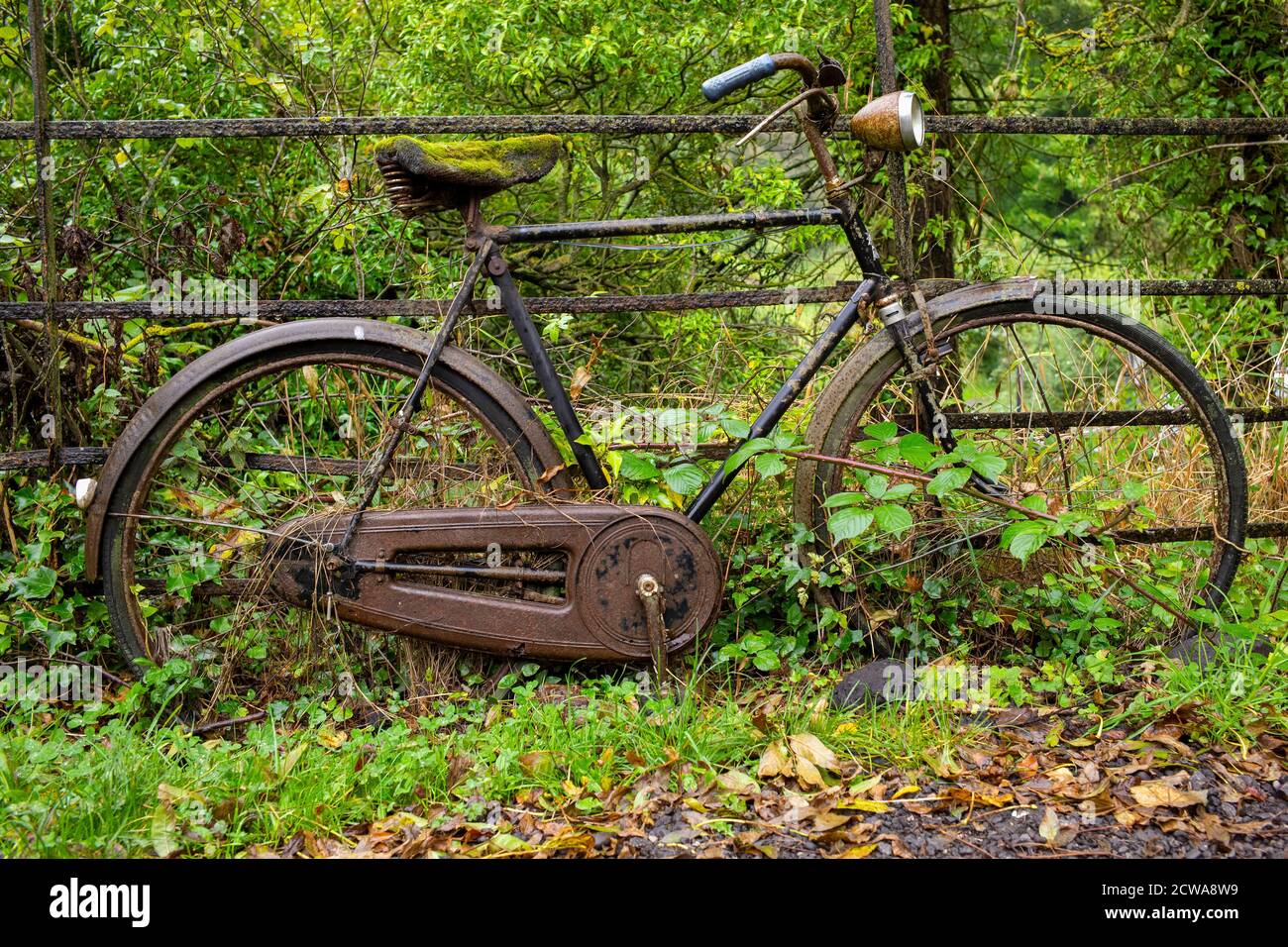Natur bei der Arbeit auf einem ungeschützten Fahrrad, Heyburn Wyke Wood, North Yorkshire, Großbritannien Stockfoto