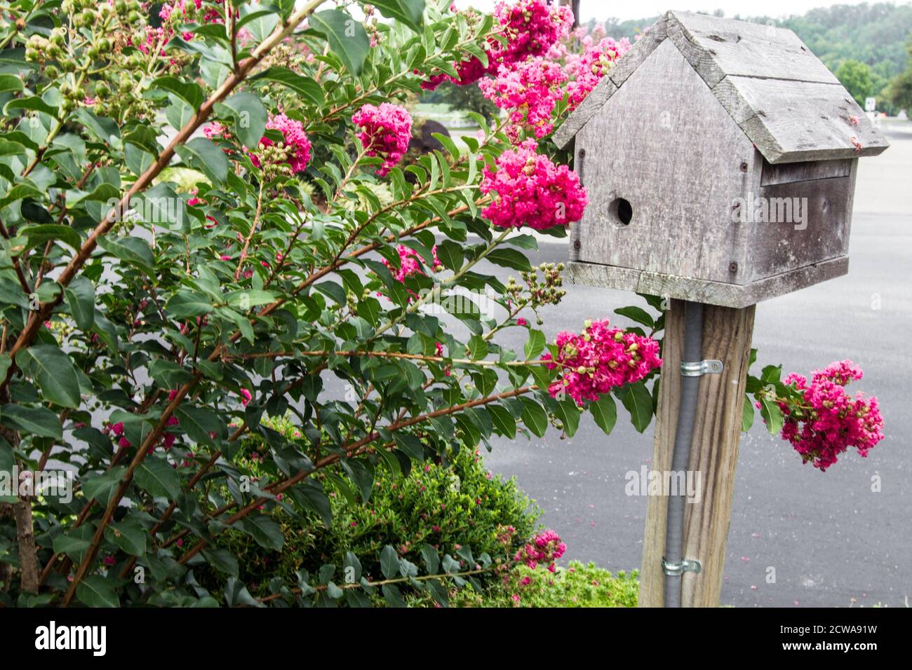 Vogelhaus aus Holz und Blumen in einem Sommergarten. Stockfoto