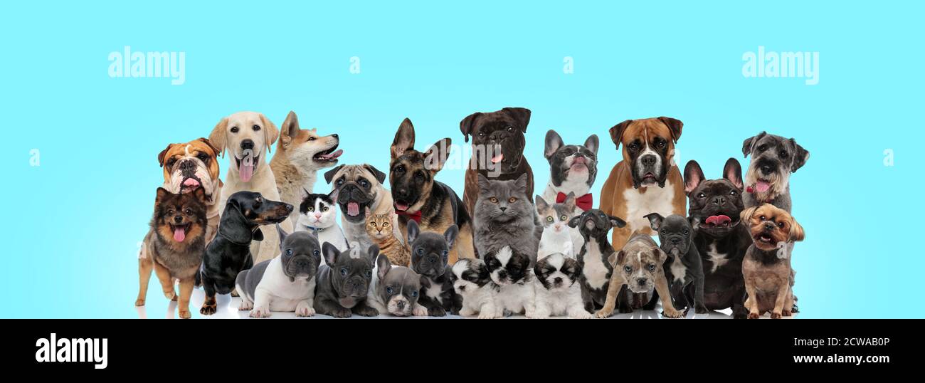 Große Vielfalt an Katzen und Hunden, die auf blauem Hintergrund lustig und glücklich aussehen Stockfoto