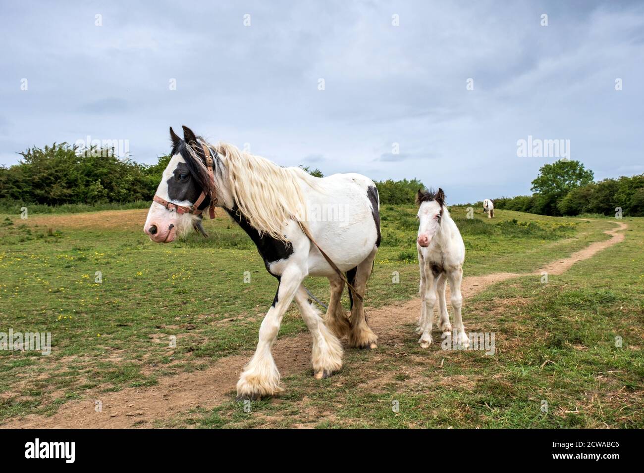 Eine Stute und ihr Fohlen auf einem Feld in der Nähe von Great Bowden, Leicestershire, England. Stockfoto