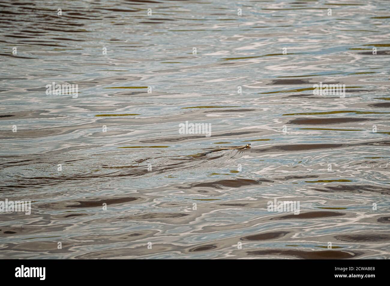 Grasschlange Schwimmt Den Fluss Hinunter. Schlangen Auf Der Wasseroberfläche Stockfoto