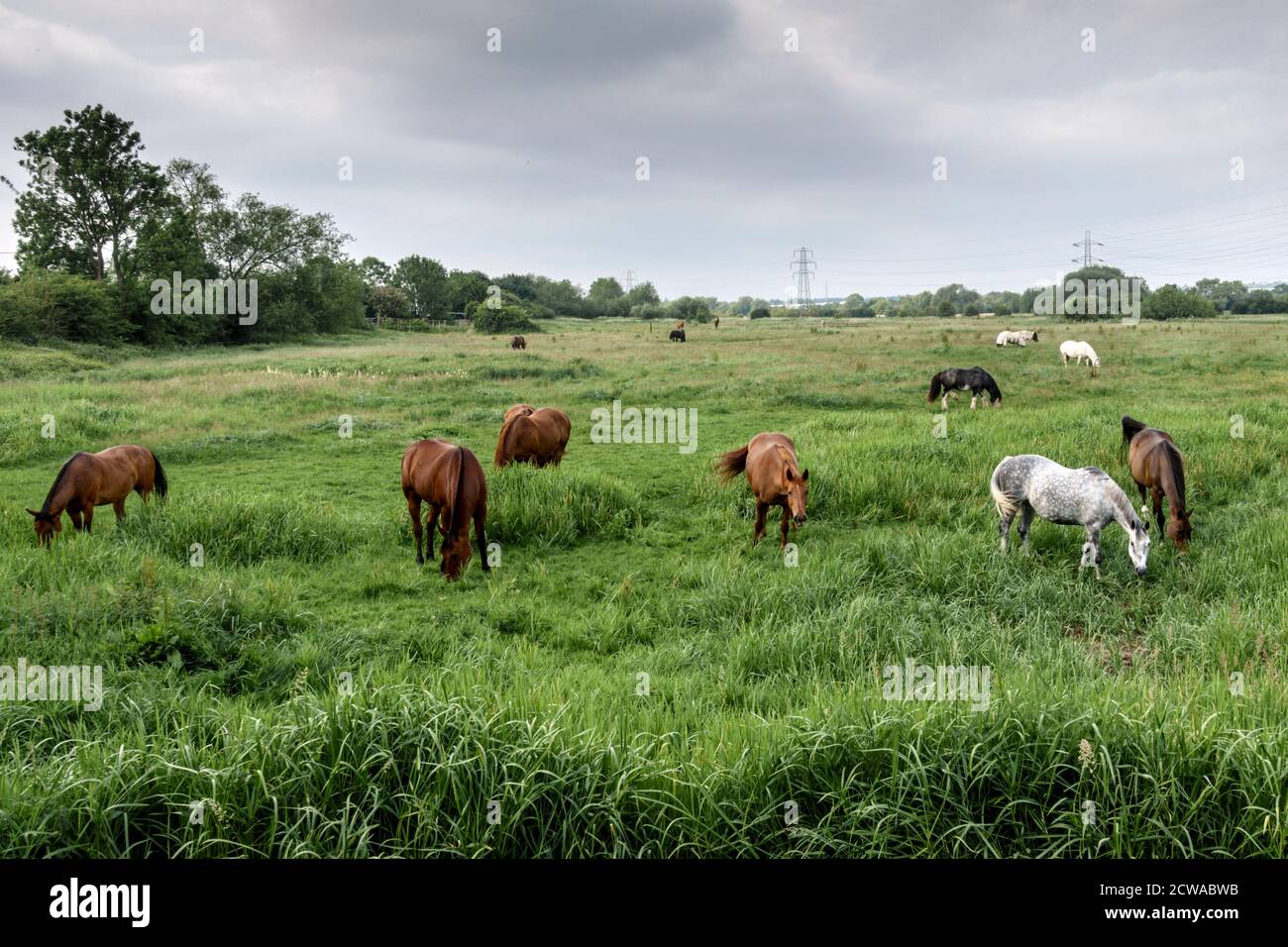 Pferde auf einem Feld in Aylestone Meadows, Leicester, England Stockfoto