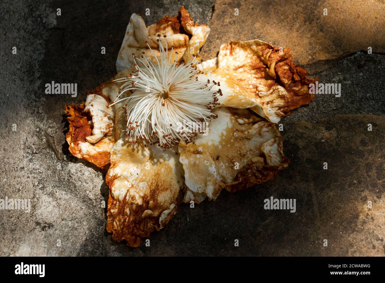 Die riesige weiße Blume des Baobab öffnet sich nur für eine Nacht und wird am nächsten Tag vergossen. Die Blüten sind reich an Nektar und haben einen starken Duft Stockfoto