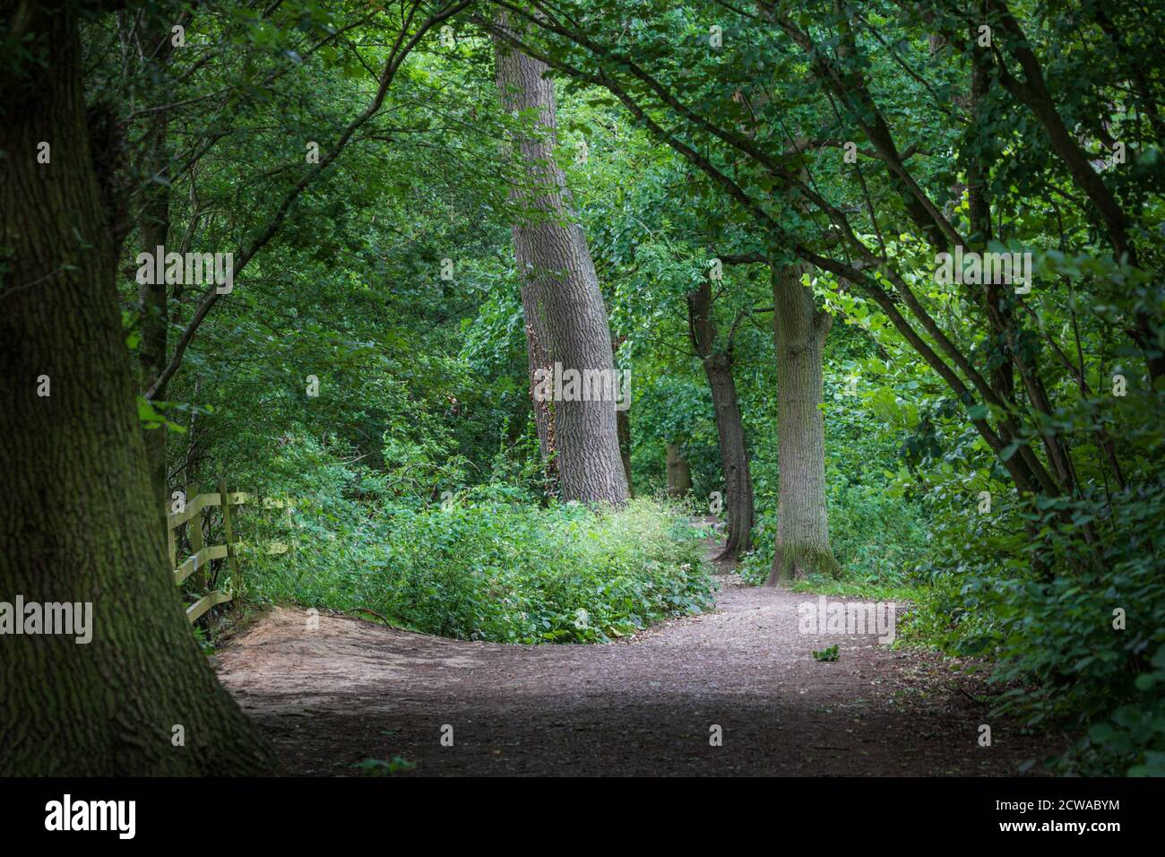 Ein Pfad in Burbage Common & Woods, Leicestershire, England Stockfoto