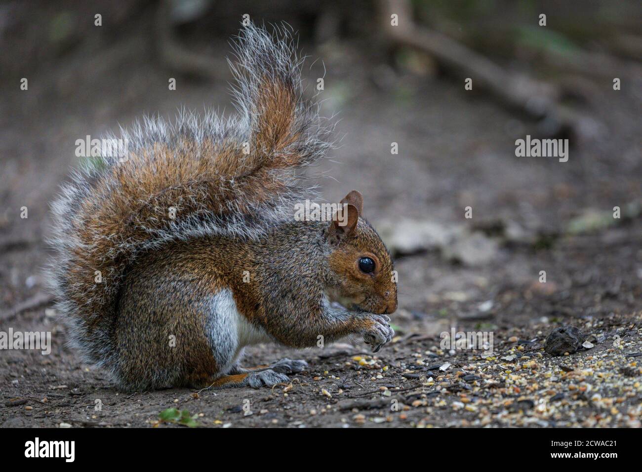 Nahaufnahme eines grauen Eichhörnchens, das Vogelsaat in Burbage Common & Woods, Leicestershire, England frisst Stockfoto