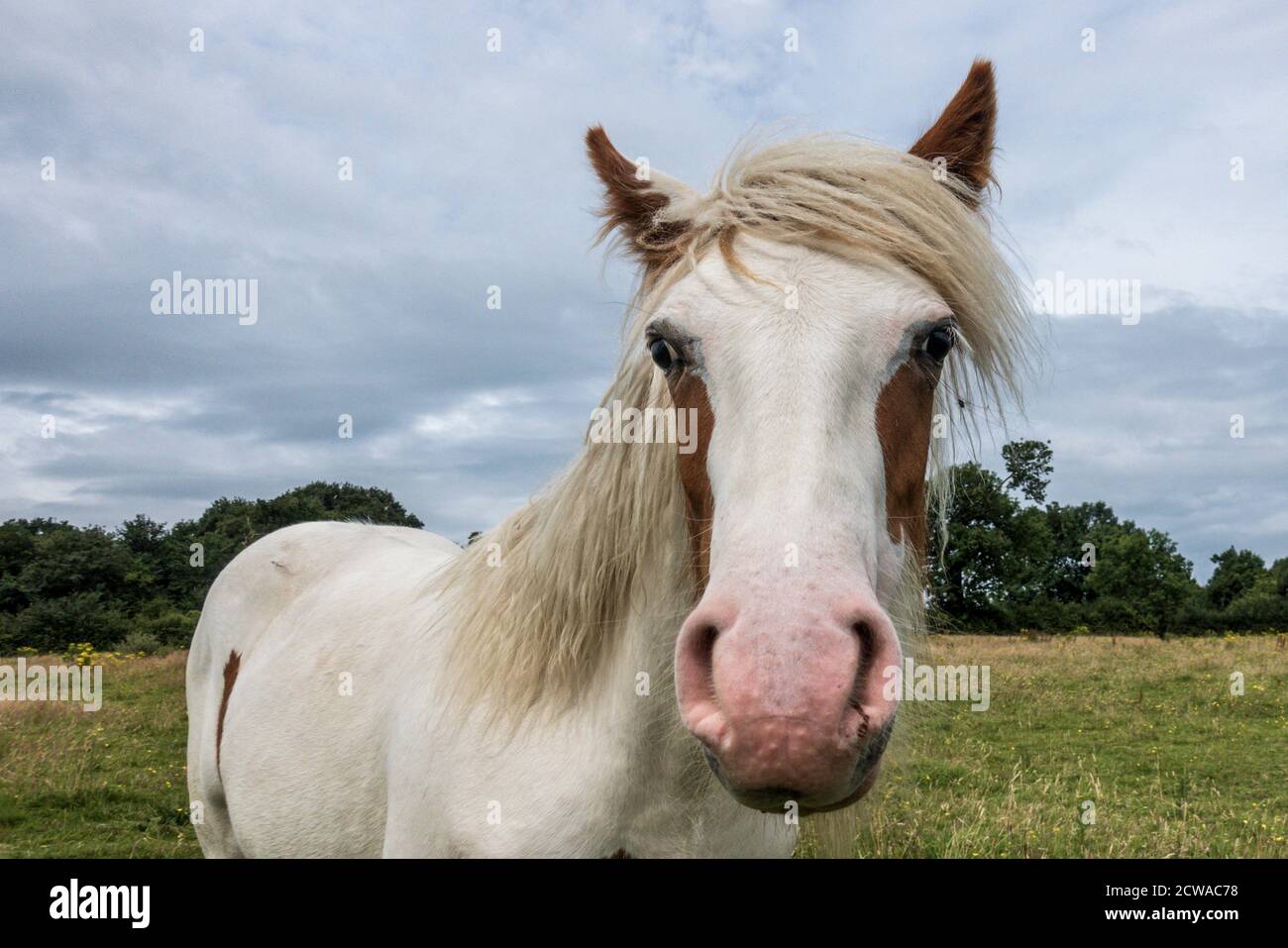 Nahaufnahme eines Pferdes mit in einem Feld in Leicestershire. Stockfoto