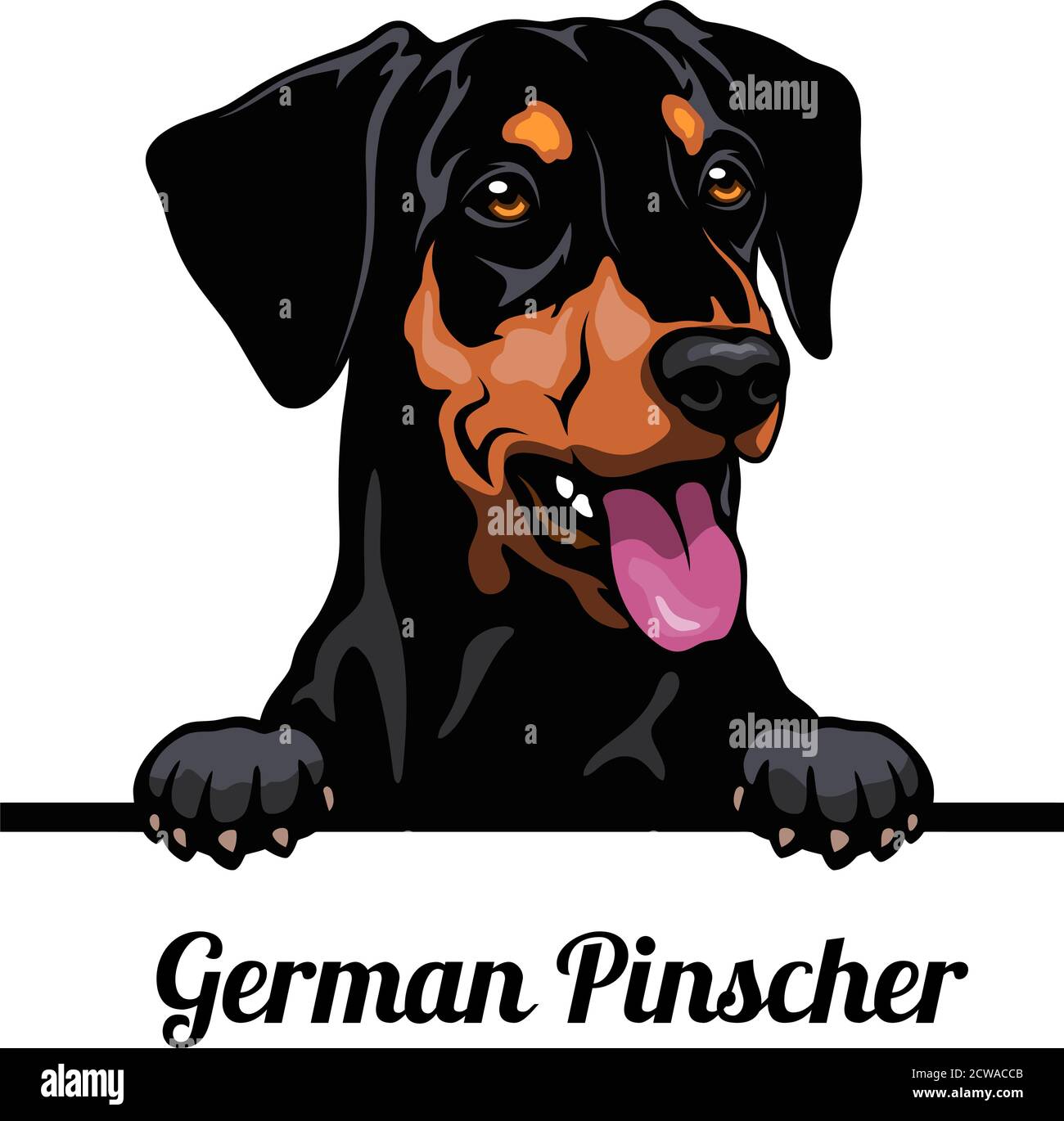 Kopf Deutscher Pinscher - Hunderasse. Farbbild eines Hundekopfes isoliert auf weißem Hintergrund Stock Vektor