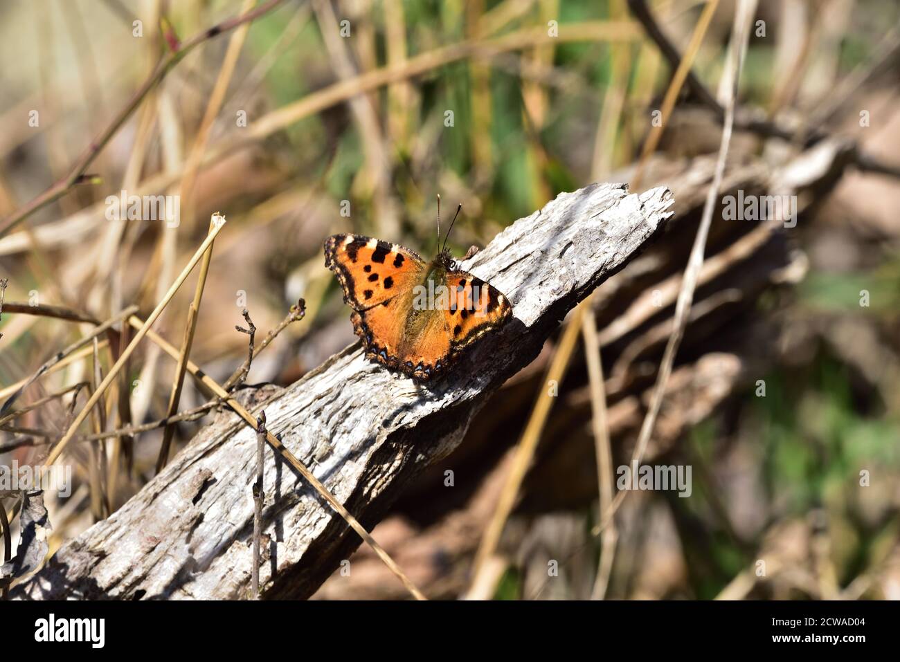 Isolierte kleine Schmetterlinge der Art seltene Schildpatt (Nymphalis xanthomelas) Fotografiert mit einem Makroobjektiv, während es sich im erwärmt Sonne über einem Stück Stockfoto