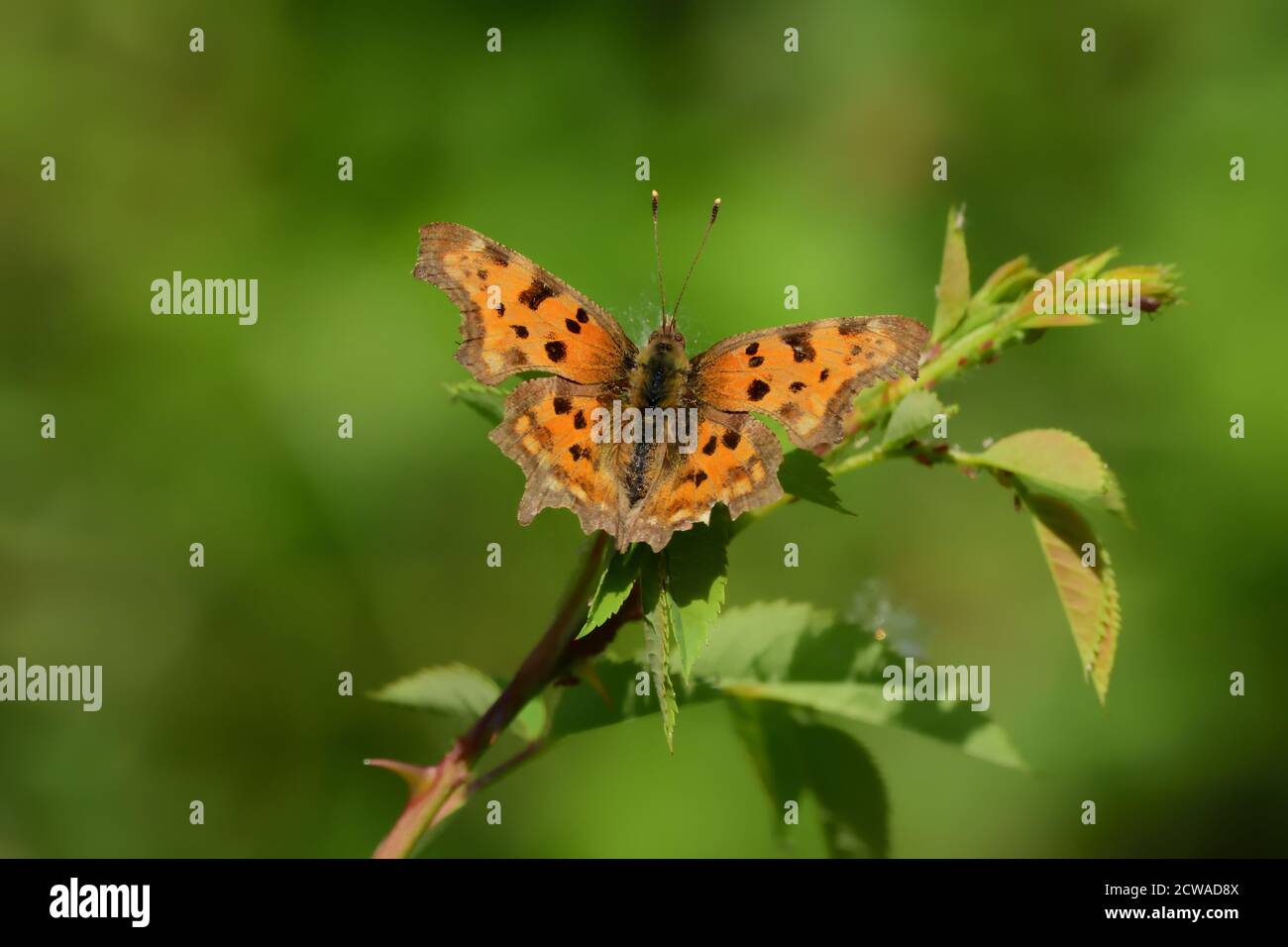 Isolierter Schmetterling der Comma-Art (Polygonia c-Album) der Nymphalidae-Familie, fotografiert mit Makrolinse über einem Blatt einer Wildpflanze. Stockfoto