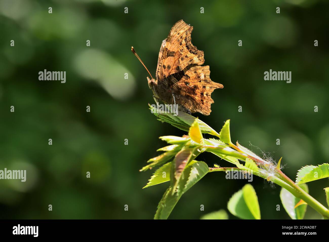 Isolierter Schmetterling der Comma-Art (Polygonia c-Album) der Nymphalidae-Familie, fotografiert mit Makrolinse über einem Blatt einer Wildpflanze. Stockfoto