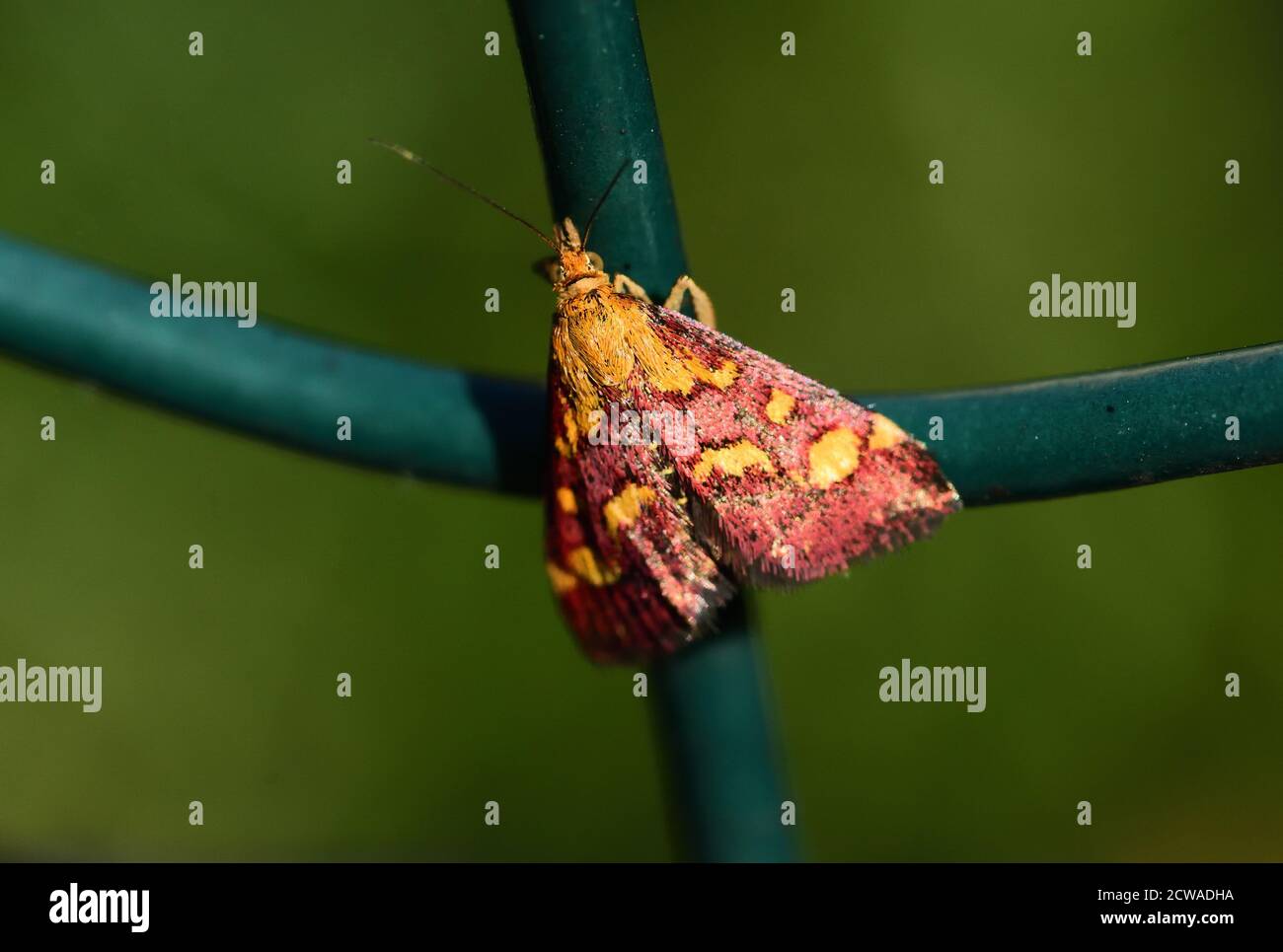 Isolierte kleine Motte der Art Pyrausta puralis, eine Art von Motte der Familie Crambidae, fotografiert mit einer Makrolinse, während an einem befestigt Stockfoto
