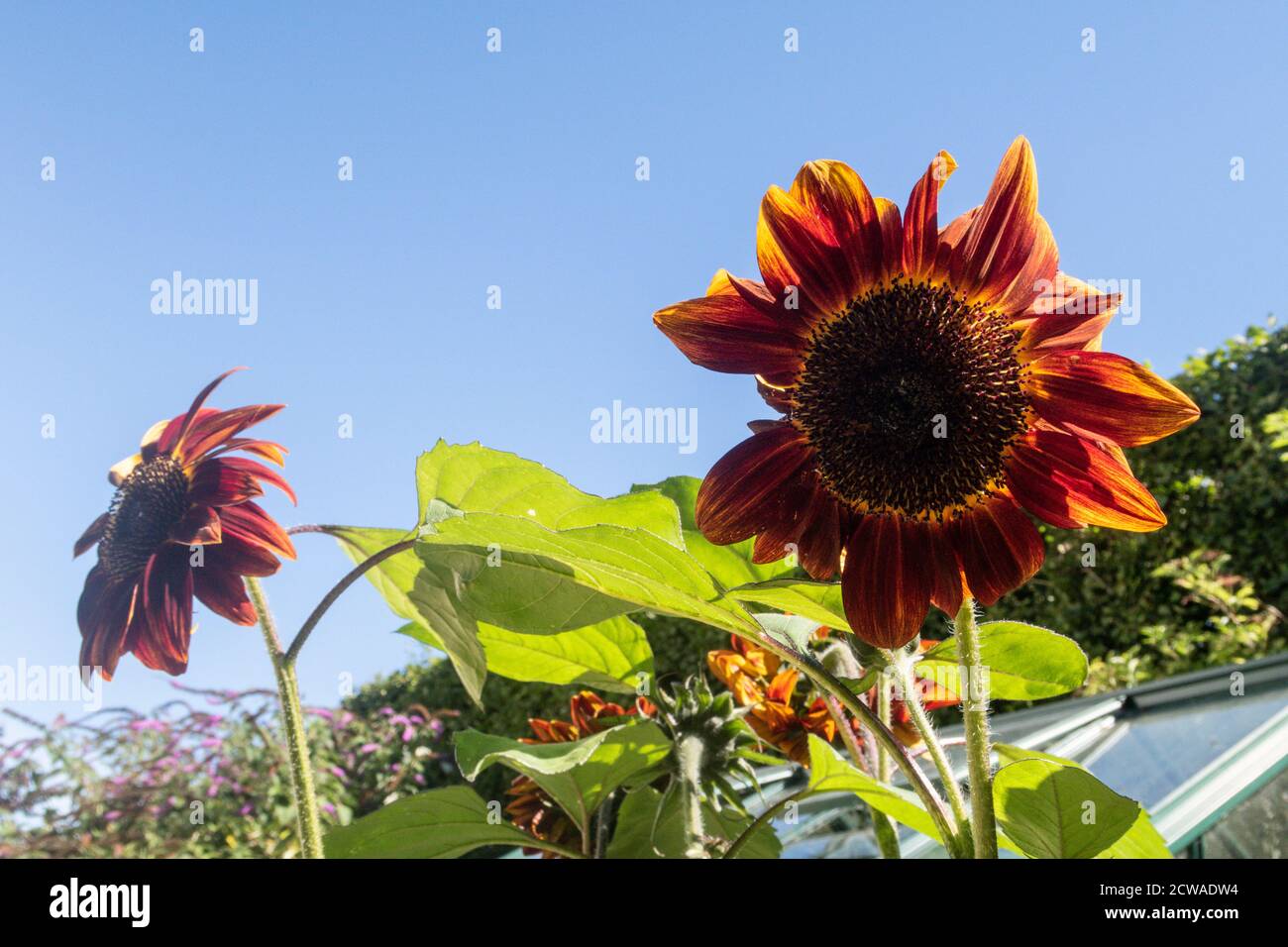 Sonnenblume Schwarze Magie in Blüte neben einem Gewächshaus in Devon. Stockfoto
