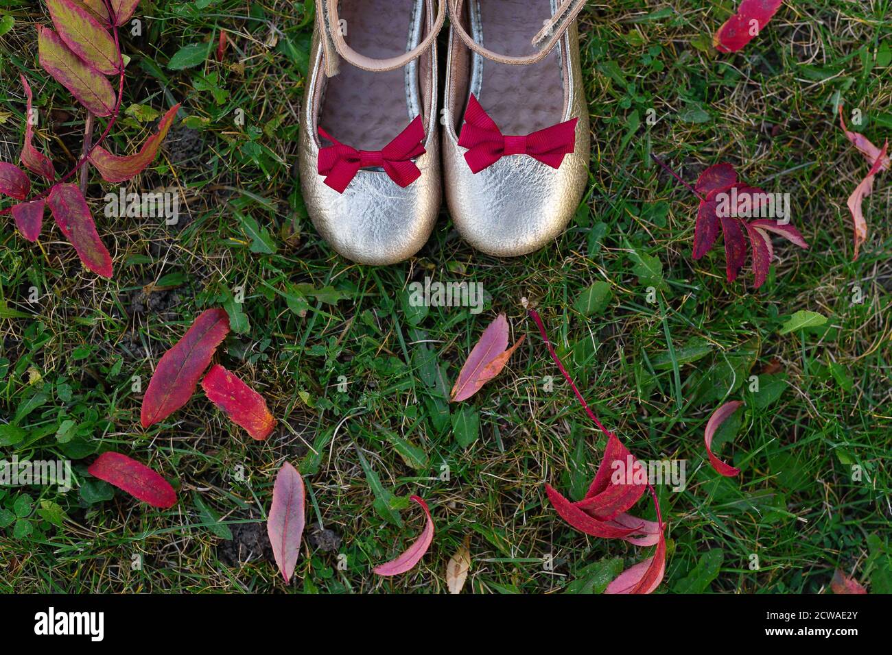 Schöne Baby silberne Schuhe stehen auf dem Boden mit Herbstblättern. Rote Blätter liegen auf grünem Gras. Schuhe mit roten Schleifen. Blick von oben. Flaches Layout Stockfoto