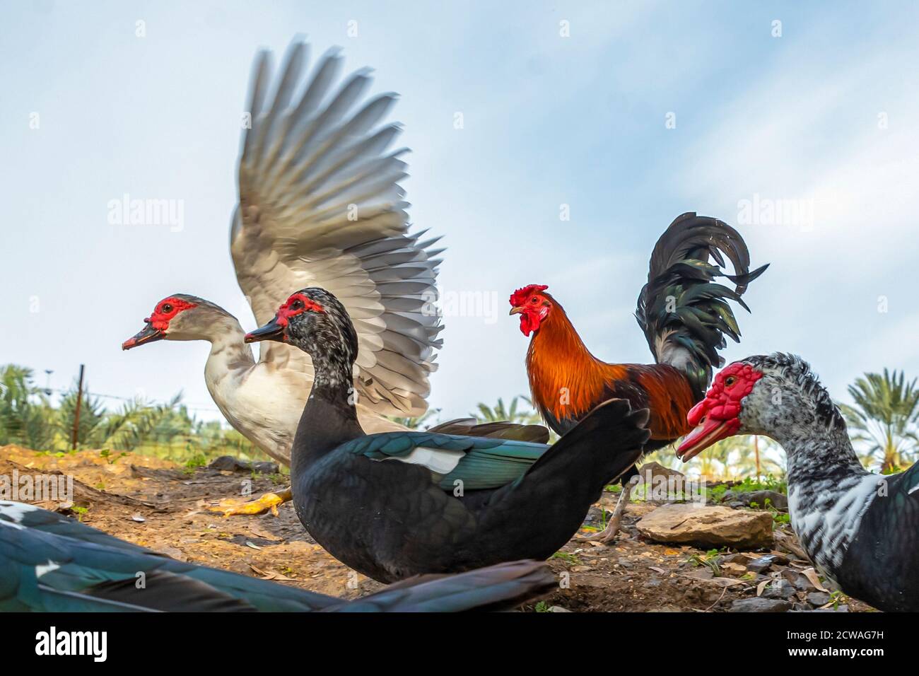 Eine Schar Gänse Stockfoto