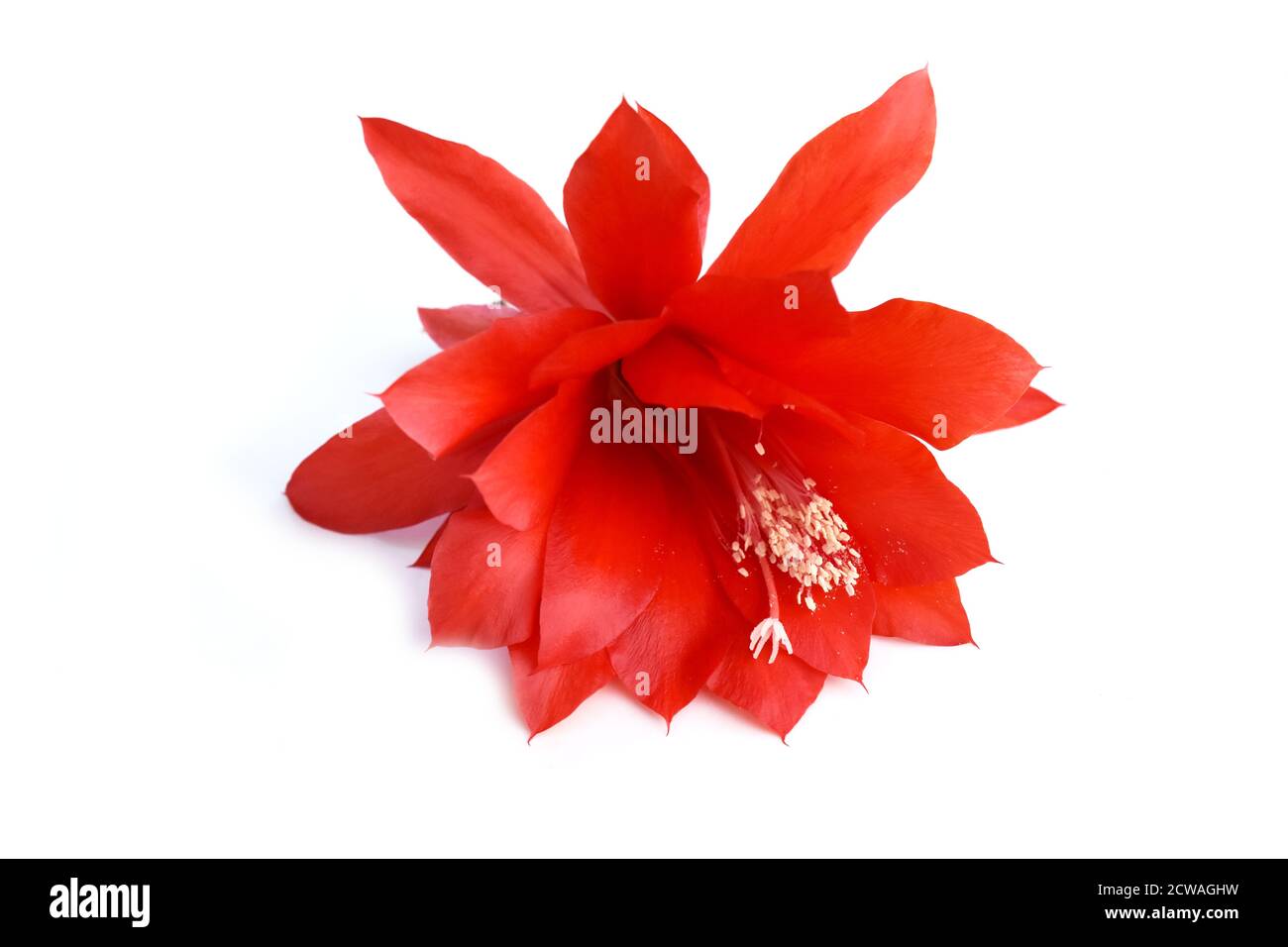 Epiphyllum Orchidee Kaktus rote Blume isoliert auf weißem Hintergrund Stockfoto