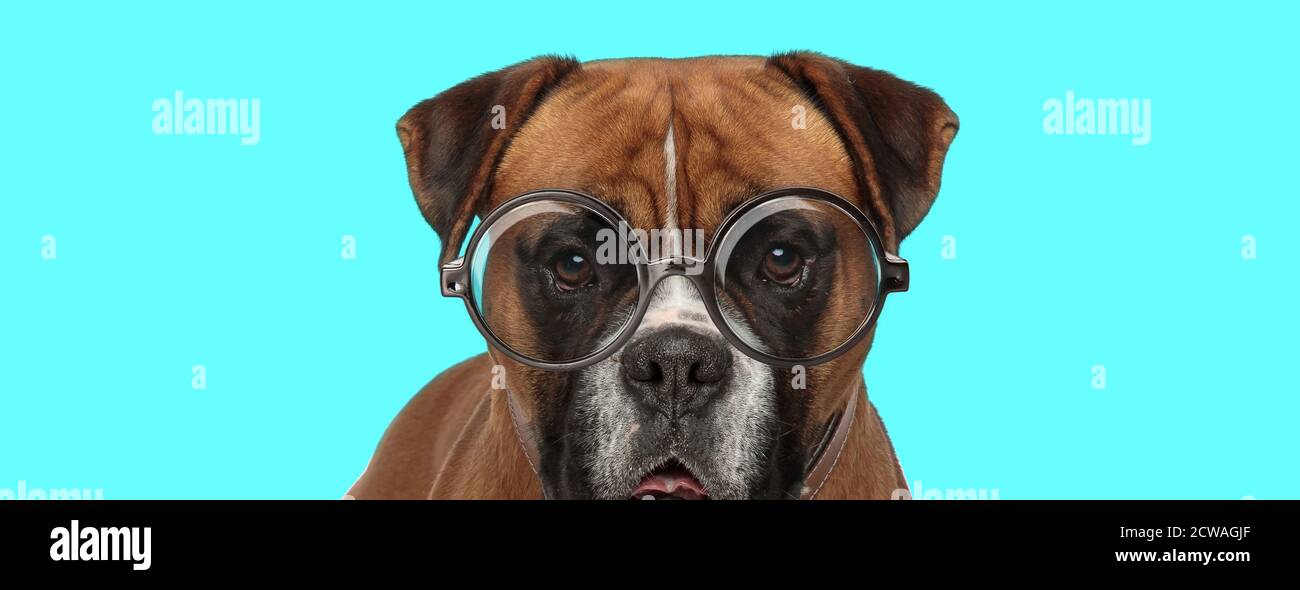 Hund Mit Großem Kopf Stockfotos und -bilder Kaufen - Alamy
