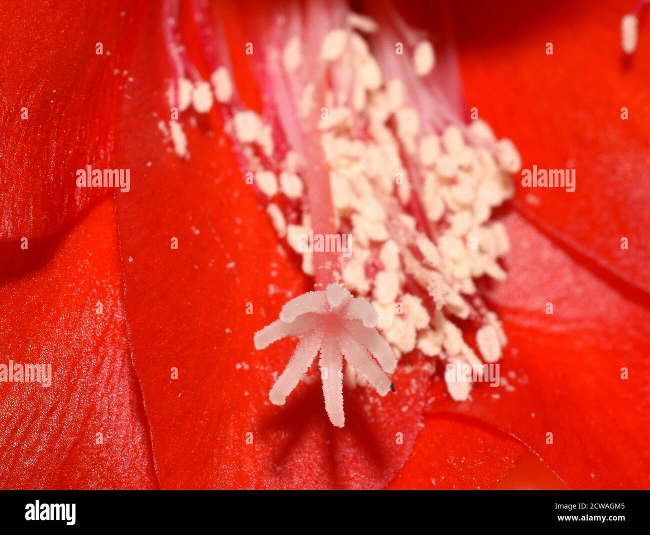 Extreme Nahaufnahme auf Epiphyllum Orchideenkaktus rote Blüten Stigma und Stamen Stockfoto