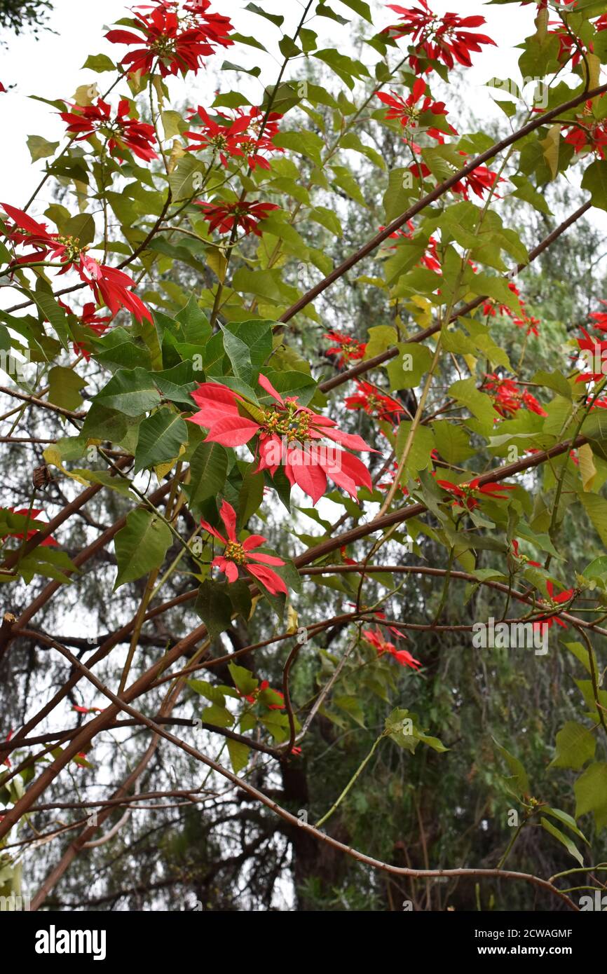 Groer Weihnachtsstern Euphorbia pulcherrima Strauch im Freien  Stockfotografie - Alamy
