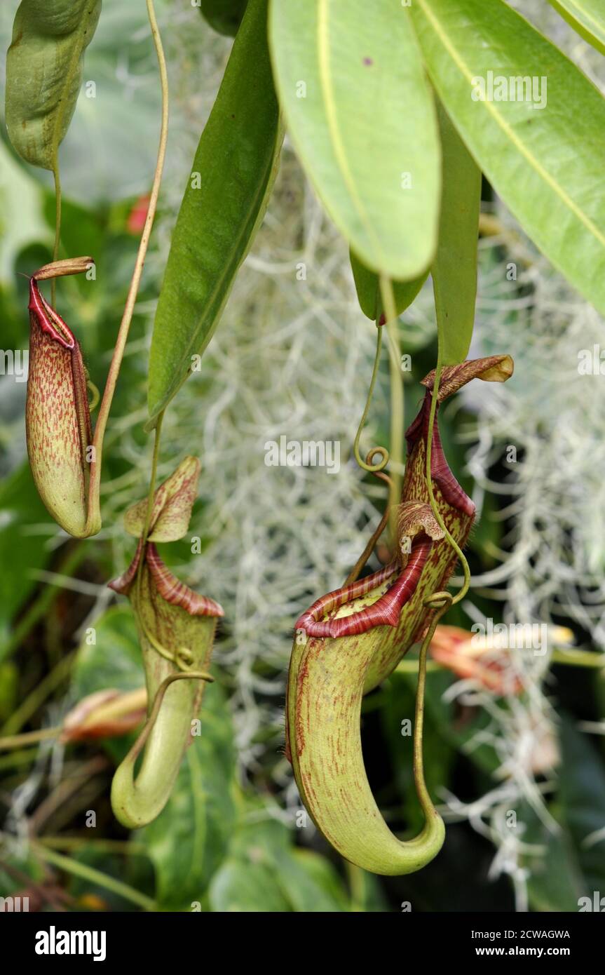 Fleischfressende tropische Kannenpflanze Nepenthes Stockfoto