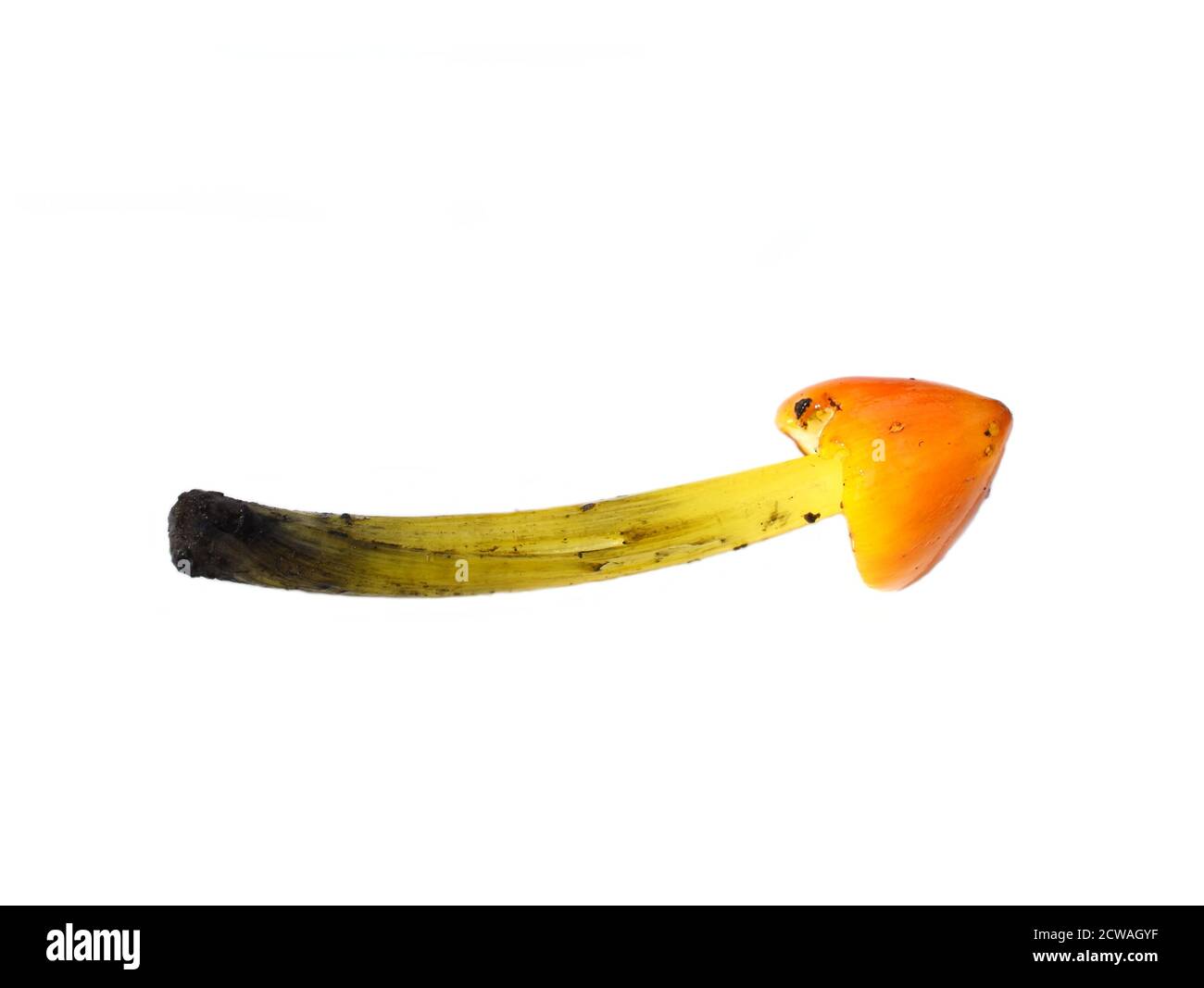 Der Hexenhut Pilz Hygrocybe conica isoliert auf weißem Hintergrund Stockfoto