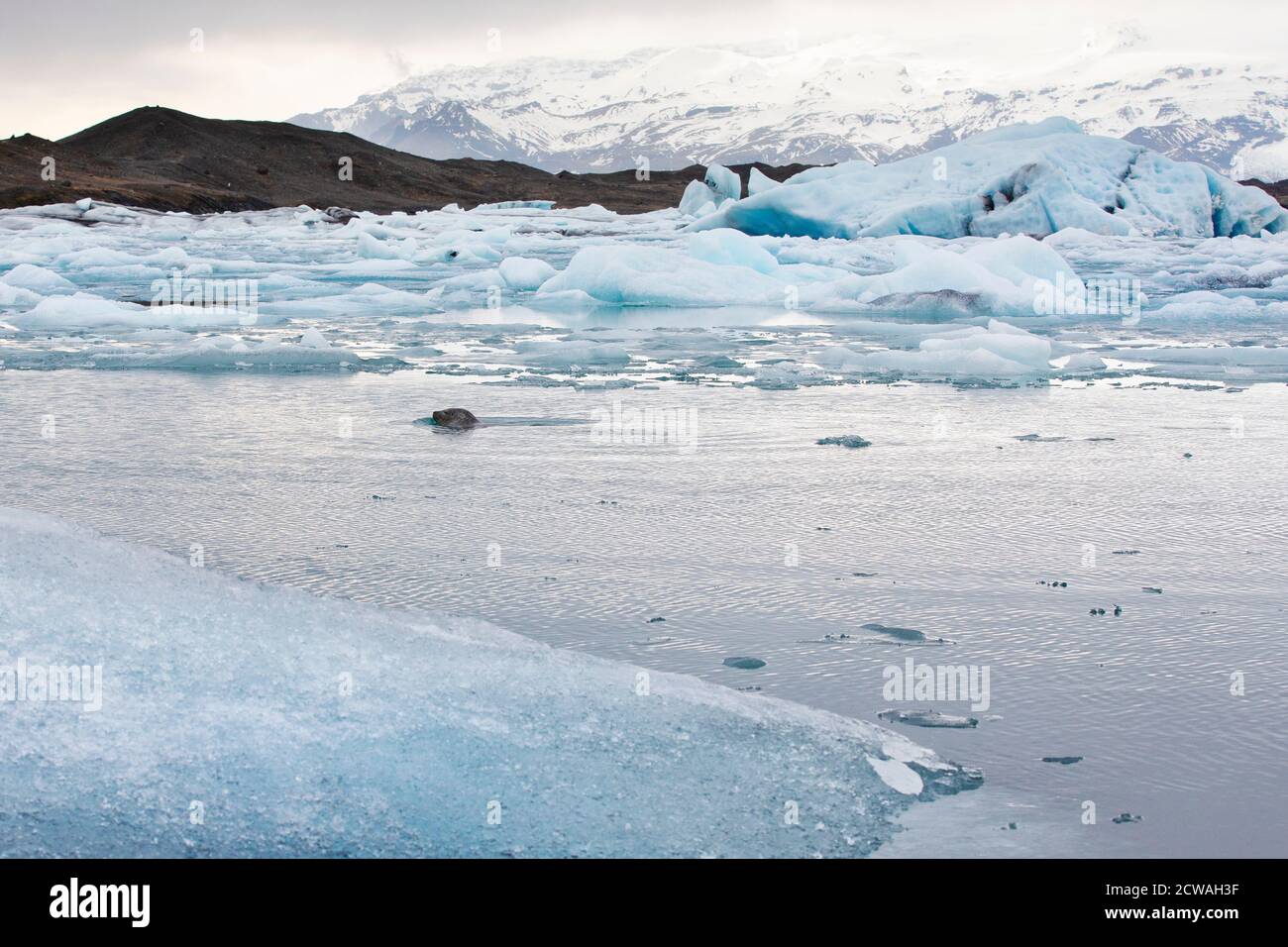 Seelöwe in der Jokulsarlon Gletscherlagune, (Jökulsárlón Gletscher) Island Stockfoto
