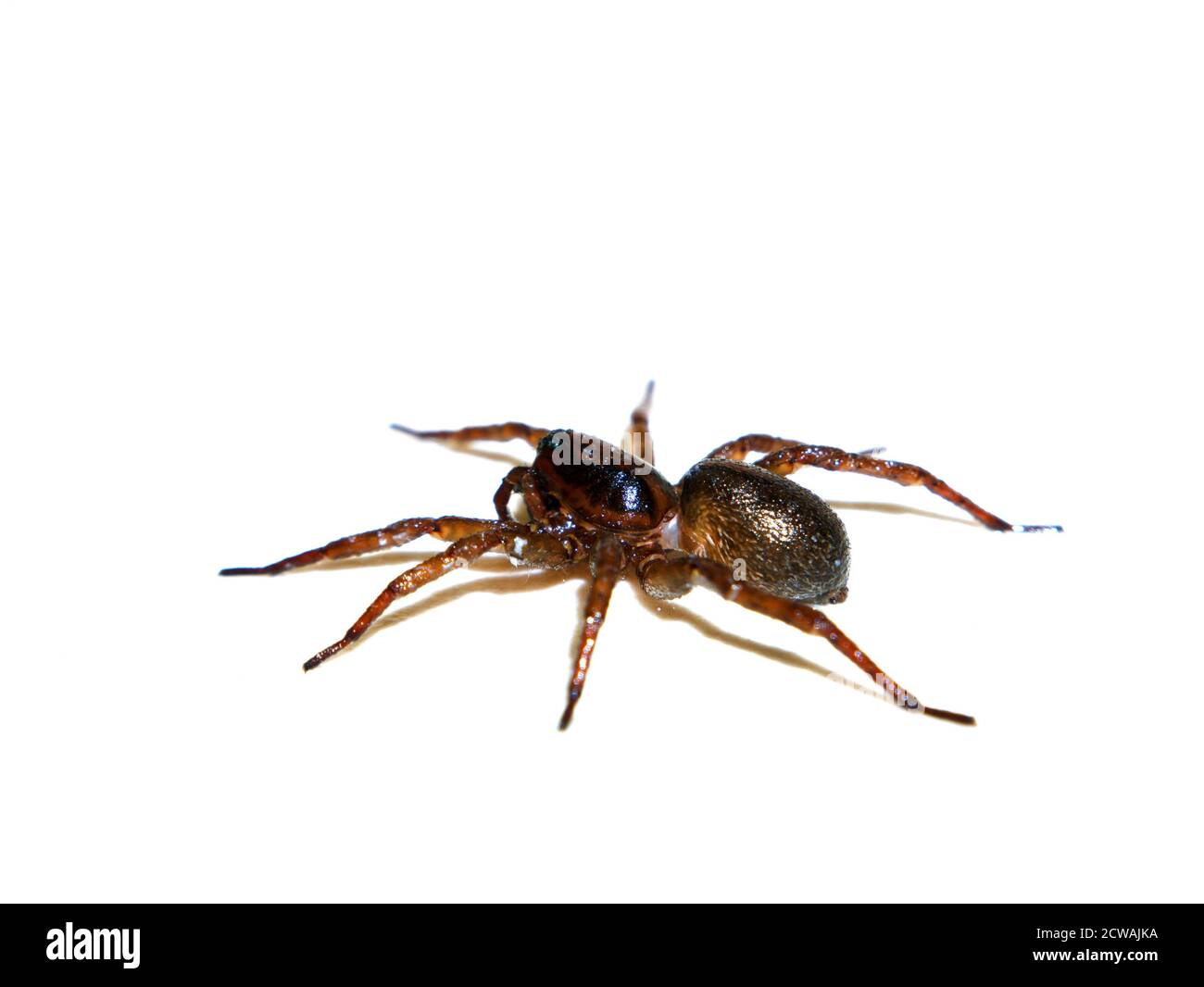 Spinne Tegenaria domestica vor einem weißen Hintergrund. Stockfoto