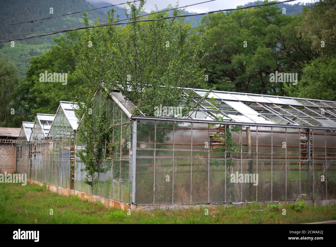 Ein altes verlassenes Gewächshaus mit den Überresten der Verglasung und Bäume sprießen im Inneren Stockfoto