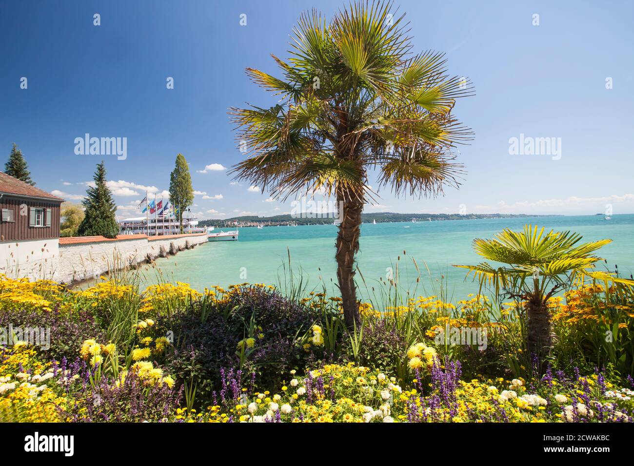 Palmen mit blühenden Blumen, Frühling, Insel Mainau, Blumeninsel, Konstanz, Bodensee, Baden-Württemberg, Deutschland, Europa Stockfoto