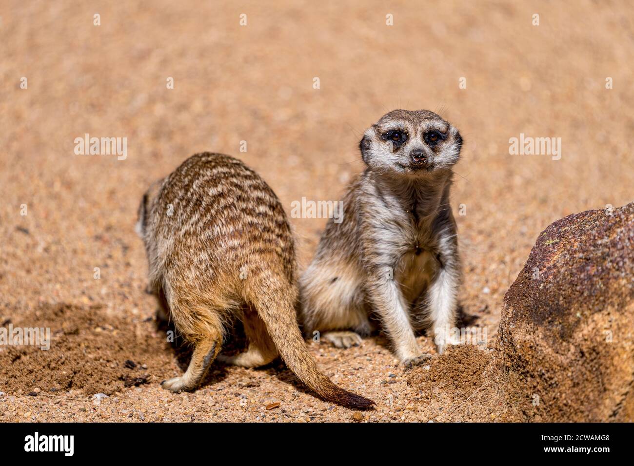 Zwei Erdmännchen (Suricata suricatta). Der eine schaut der Kamera zu und der andere gräbt sich in den Sand neben ihnen. Stockfoto Zwei Erdmännchen (Suricata suricatta). Der eine schaut der Kamera zu und der andere gräbt sich in den Sand neben ihnen. Stockfoto