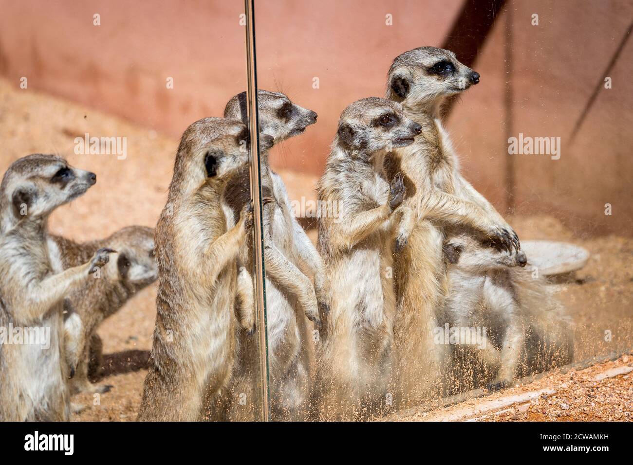Erdmännchen im Dubbo Zoo stehen am Glas, um ihre menschlichen Besucher zu untersuchen. Stockfoto