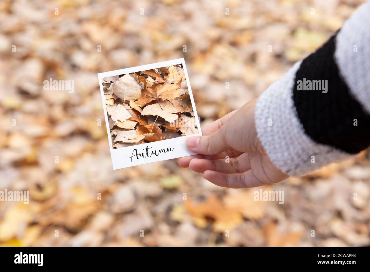 Nahaufnahme der Hand, die ein Foto von gefallenen Blättern im Herbst hält. Stockfoto