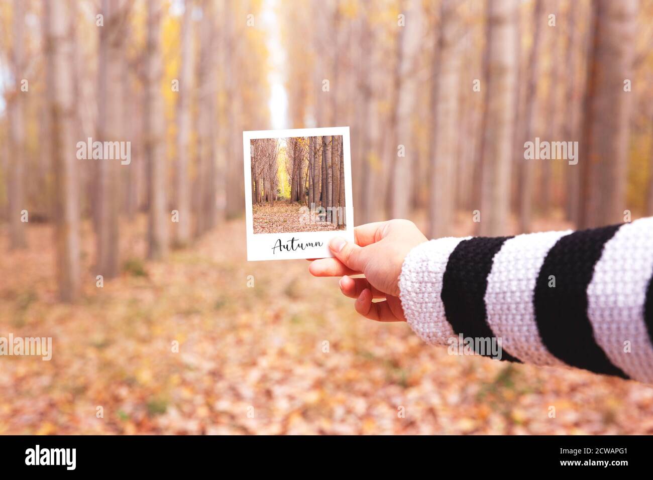 Nahaufnahme der Hand der Frau, die einen Schnappschuss mit der Landschaft eines Waldes in der Herbstsaison zusammenhält. Stockfoto