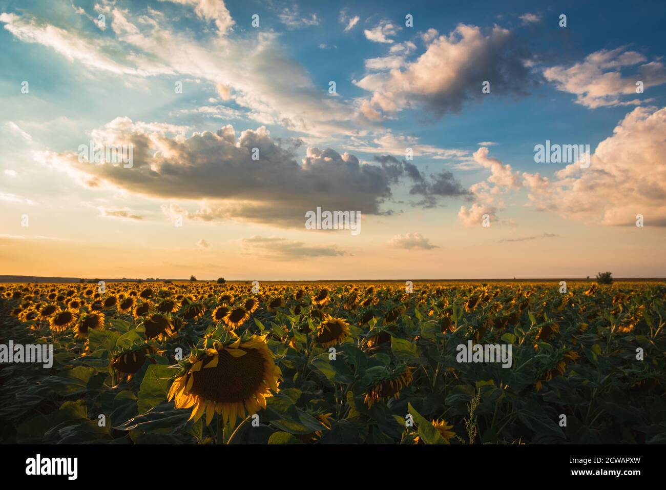 Ein Feld von Sonnenblumen Stockfoto