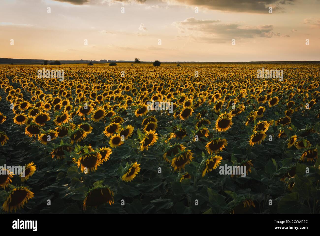 Ein Feld von Sonnenblumen Stockfoto