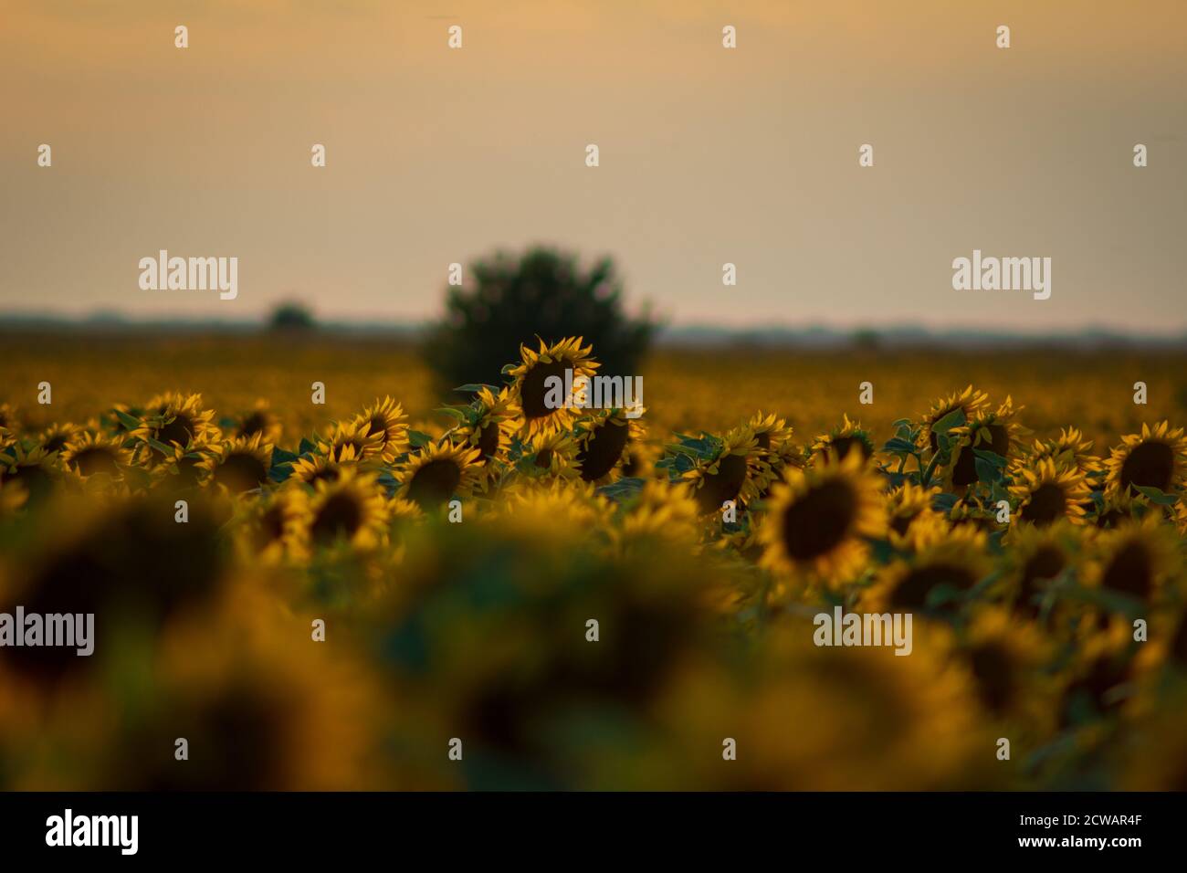 Ein Feld von Sonnenblumen Stockfoto