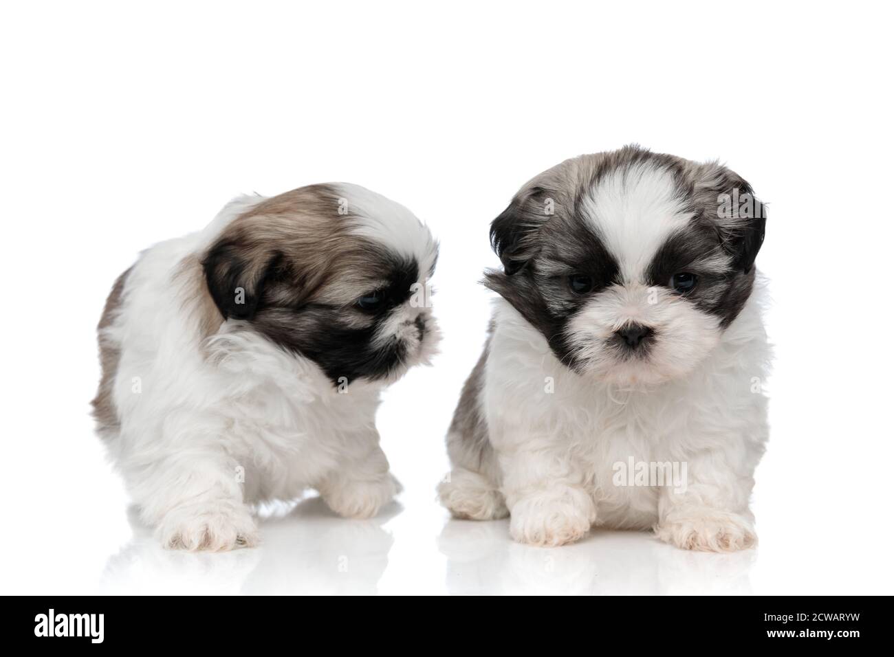 Shih Tzu Welpen Stockfotos Und Bilder Kaufen Alamy